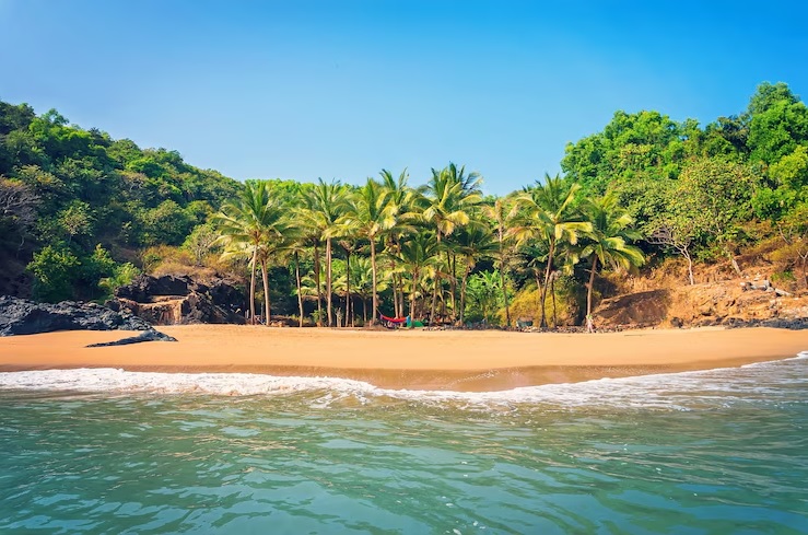 Why Morjim Beach is Popular Among Tourists?